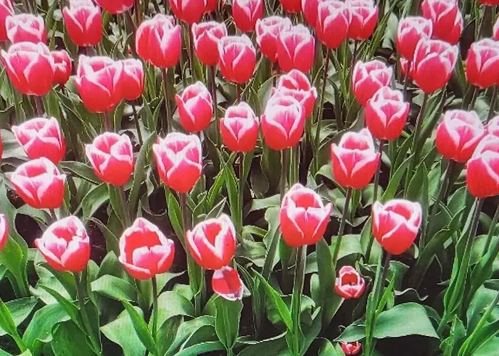 Casa de Férias Casa Freddy